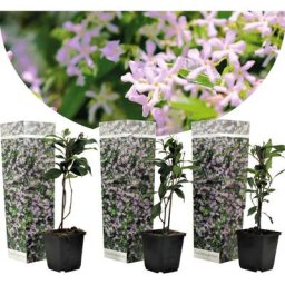 Jasmin toscan - Set de 3 - Rose - Plantes de jardin - Pot 9cm - Hauteur 25-40cm