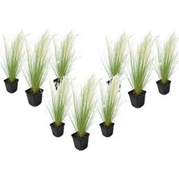Stipa tenuifolia 'Pony Tails' - Set de 6 - Graminées - Pot 9cm - Hauteur 20-30cm
