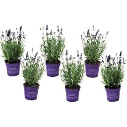 Lavandula angustifolia - x6 - Plante de lavande - Pot 10.5cm - Hauteur 10-15cm