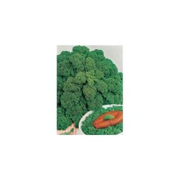 Chou frise vert demi nain - 3 g