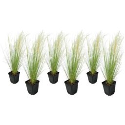 Stipa tenuifolia 'Pony Tails' - Set de 6 - Graminées - Pot 9cm - Hauteur 20-30cm