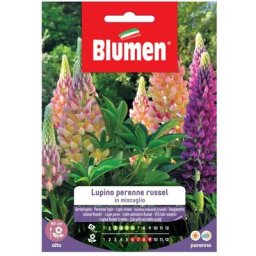 Graines de lupin vivace russel mix Blumen