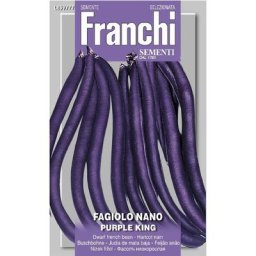 Graines de haricot nain violet
