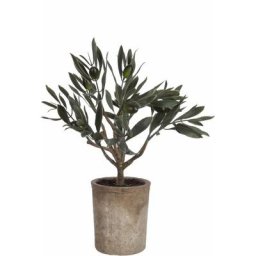 Olivier mini en pot vert h. 33 cm - Vert