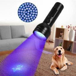 Détecteur d'urine pour animaux de compagnie lumière portable uv lumière noire lampe de poche