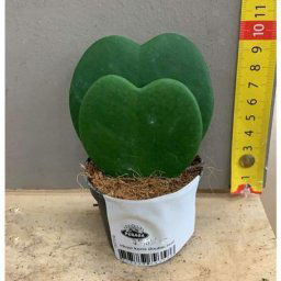 Vase à fleurs en cire double feuille hoya kerrii 6CM
