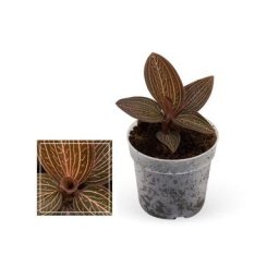 Exotenherz - Jewel Orchid - Ludisia Ruby - Mini orchidée terrestre à feuilles fantaisies - pot 6cm