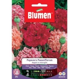 Graines de pavot paeoniflorum double in Blumen mix