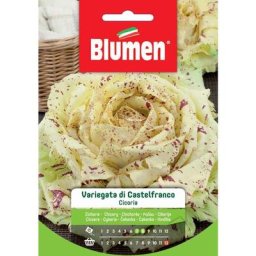 Graines de chicorée panachées de castelfranco