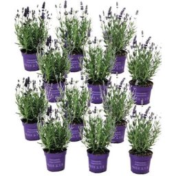 Plant In A Box - Lavandula angustifolia - x12 - Plante de lavande - Pot 10.5cm - Hauteur 10-15cm