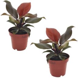 Plant In A Box - Philodendron Sunlight - Set de 2 - Pot 12cm - Hauteur 20-30cm