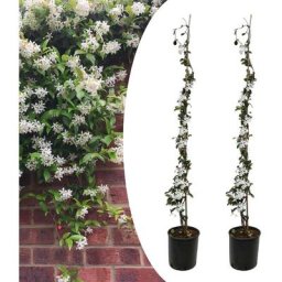 Jasmin xl - Set de 2 - Vigne grimpante - Pot 17cm - Hauteur 110-120cm