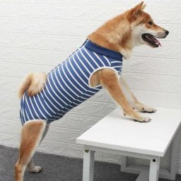 Combinaison de récupération pour chien, combinaison chirurgicale de gilet postopératoire