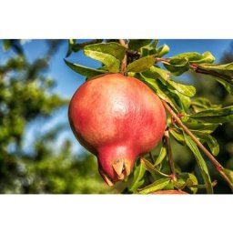 Punica Granatum - Set de 3 - Grenade - Pot 9cm - Hauteur - 25-40cm
