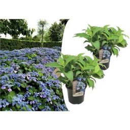 Hydrangea serrata Summerglow - Set de 2 - Hortensia - Pot 19cm - Hauteur 25-40cm