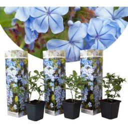Plumbago auriculata - Set de 3 - Hortensia grimpant - Pot 9cm - Hauteur 25-40cm
