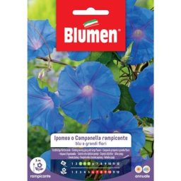 Graines de morpomees grimpantes bleues
