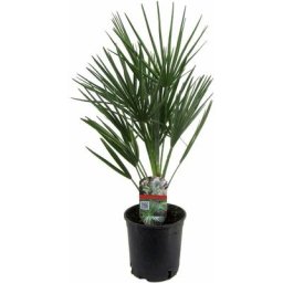 Chamaerops Humilis - Palmier nain européen - Pot 15cm - Hauteur 50-60cm
