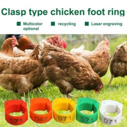 Bandes de jambe de poulet frigistable taille adaptée confortable résistante à l'usure 100 pièces