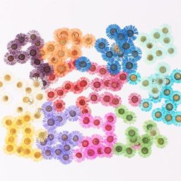 PMurcia-Conyza Seasy ensis Filler Flower for Election Xy Resin Jewelry Executive Postcard Frame