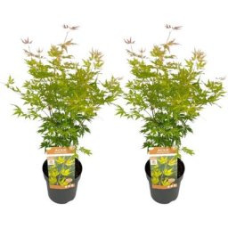 Plant In A Box - Erable japonais 'Orange Lace' - Set de 2 - Erable - Pot 19 - Hauteur 60-70cm