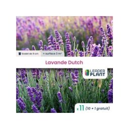 11 Lavande Dutch en godet pour une surface de 3m²