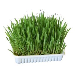 100 g Herbe pour rongeur