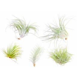 Plant In A Box - Tillandsia mélange de plantes - Set de 5 - Plantes aériennes - Hauteur 5-15cm