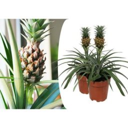 Plant In A Box - Plante ananas Mi Amigo - Set de 2 - Pots 12cm - Hauteur 35-45cm