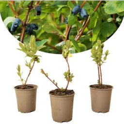 Lonicera kamtchatica - Set de 3 - Myrtille - Pot 9cm - Hauteur 25-40cm