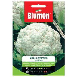Graines chou-fleur blanc hiver Blumen