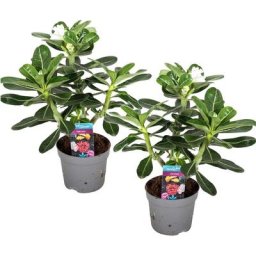 Plant In A Box - Adenium Obesum - Desert Rose White - Set de 2 - Pot 13cm - Hauteur 30-40cm