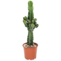 Plant In A Box - Euphorbia Eritrea - Cowboy Cactus - Pot 17cm - Hauteur 50-60cm