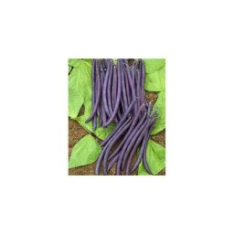 Haricot nain amethyst - 150 g