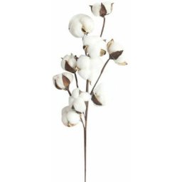 10 têtes de branches de kapokier en coton séché fleurs immortalisées coton séché à la main diy
