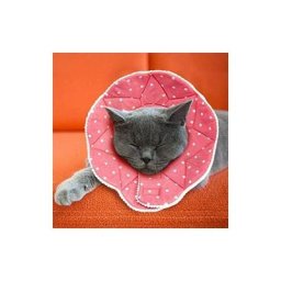 Collerette confortable de post-chirurgie pour chats et chiens, robuste, imperméable, résistante aux