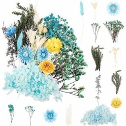 Bleu + Vert) Bouquet de fleurs séchées naturelles Véritable décoration de fleurs pressées pour