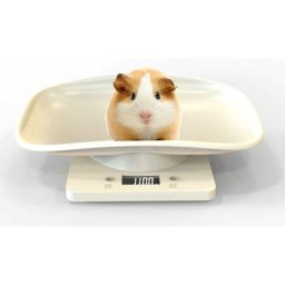 Tumalagia - Balance Numérique pour Animaux avec écran lcd, Les Chiens, La Nourriture, Capacité
