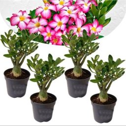 Plant In A Box - Adenium Obesum - Set de 4 - Roses du désert - Pot 10.5cm - Hauteur 25-40cm