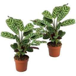 Ctenanthe 'prayer plant' - Set de 2 - Burle-marxii - Pots 12cm - Hauteur 25-40cm