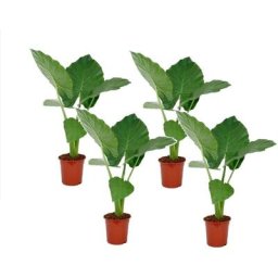 Plant In A Box - Alocasia Macrorrhiza - Set de 4 - Pots 17cm - Hauteur 60-70cm