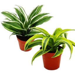 Exotenherz - Dragonnier - Dracaena deremensis fragrans Bijou Blanc - Pot 12cm - Feuilles blanc-vert