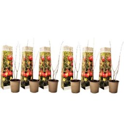 Plant In A Box - Punica Granatum - Set de 6 - Grenade - Pot 9cm - Hauteur - 25-40cm