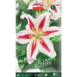 Lilium oriental garden party (lot de 2 bulbes)