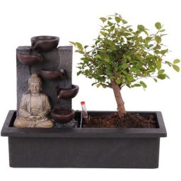 Plant In A Box - Bonsaï avec système d'eau - Bouddha - Hauteur 25-35cm