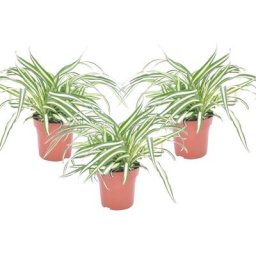 Plant In A Box - Chlorophytum comosum 'Atlantic' - Set de 3 - Pots 12cm - Hauteur 25-40cm