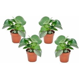 Plant In A Box - Peperomia Raindrop - Set de 4 - Pot 12cm - Hauteur 20-30cm