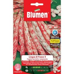 Graines haricots borlotti grimpant langue de feu 3 Blumen
