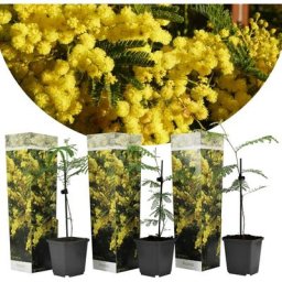 Acacia dealbata Mimosa - Set de 3 - Pot 9cm - Hauteur 25-40cm