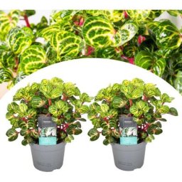 Plant In A Box - Iresine Herbsti 'Yellow' - Set de 2 - Plante à tige - Pot 13cm - Hauteur 20-30cm